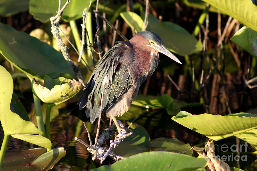 Green Backed Heron Photograph by Christiane Schulze Art And Photography