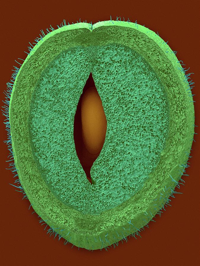 Vegetable Photograph - Green Bean Parenchyma Cells And Seed #2 by Dennis Kunkel Microscopy/science Photo Library