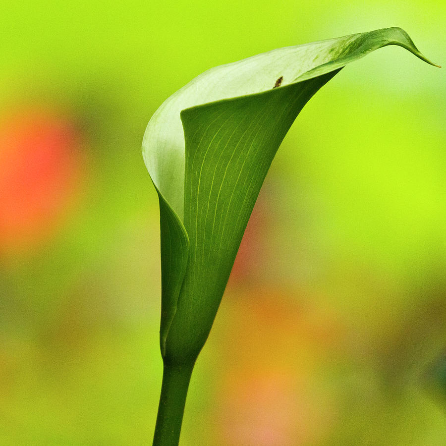 Green Calla Lily Photograph by Heiko Koehrer-Wagner