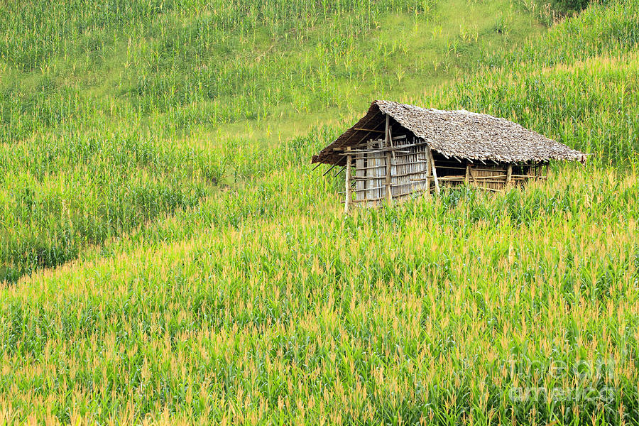 Nature Photograph - Green Corn field #2 by Apisit Sriputtirut