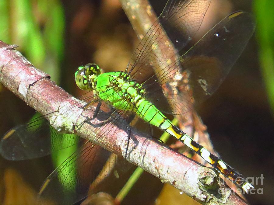 Green Dragonfly #2 Photograph by Scott Cameron