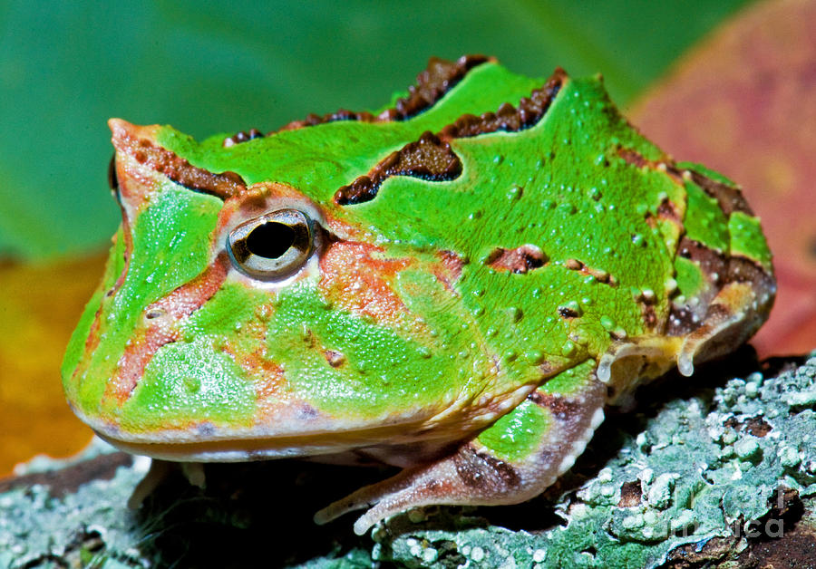 Wildlife Photograph - Green Fantasy Frogpacman Frog #2 by Millard H. Sharp