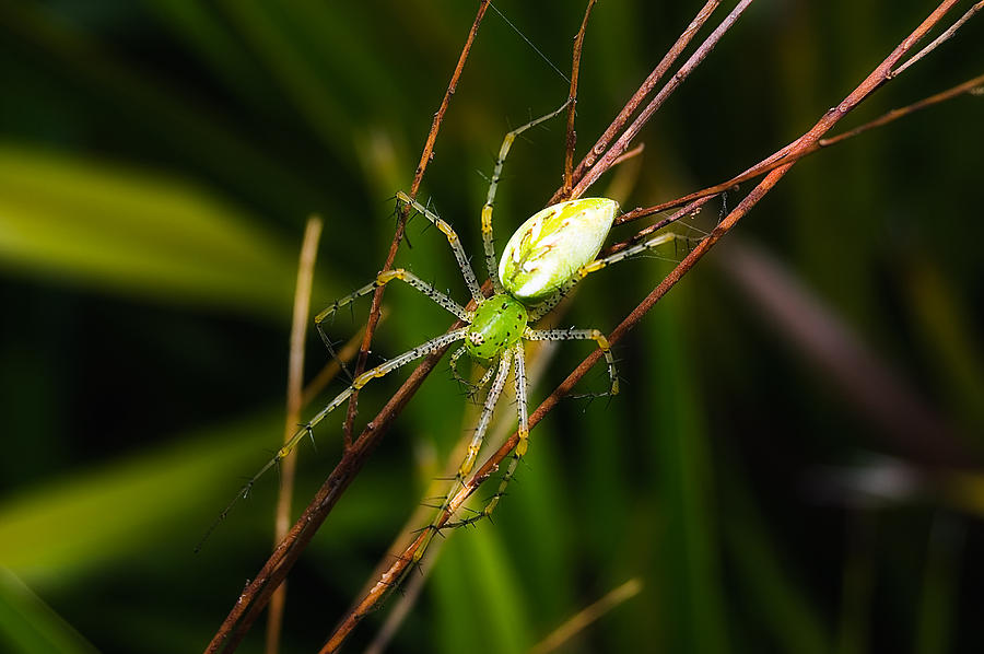 Green Lynx Spider Photograph by Richard Leighton - Fine Art America