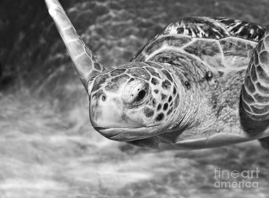Portrait Photograph - Green sea turtle. #2 by Jamie Pham