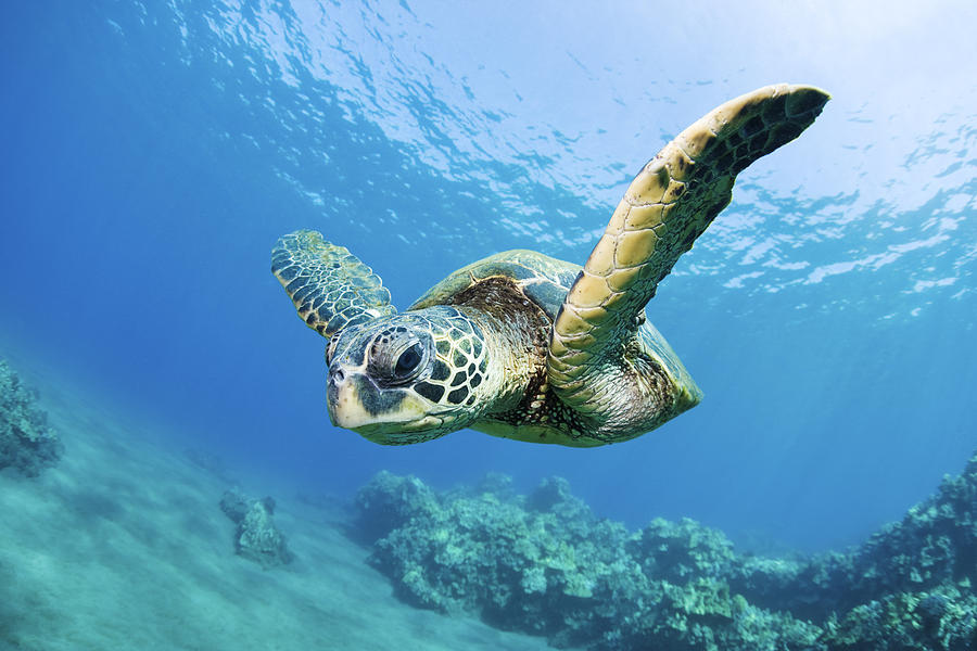 Green Sea Turtle - Maui #2 Photograph by M Swiet Productions