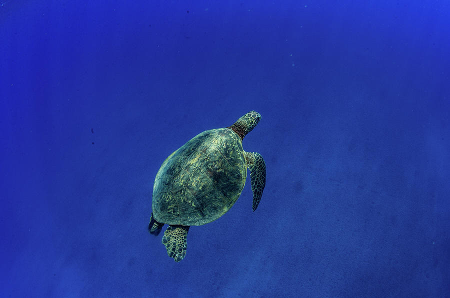 Green Sea Turtle Swimming Photograph by Panoramic Images - Fine Art America