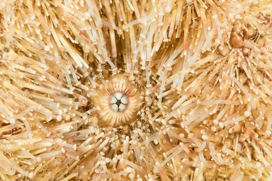 Green Sea Urchin Teeth #2 Photograph by Andrew J. Martinez