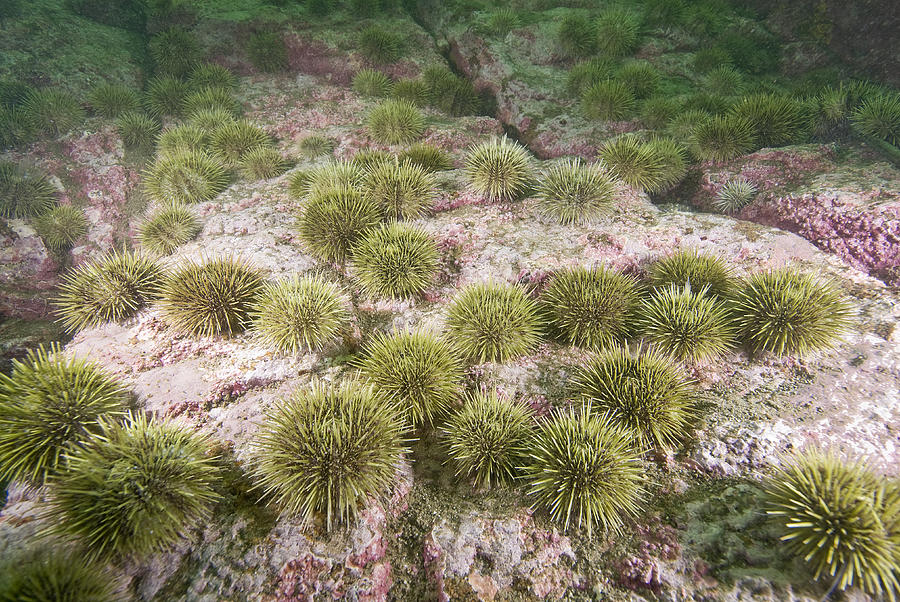 Green Sea Urchins #2 Photograph by Andrew J. Martinez