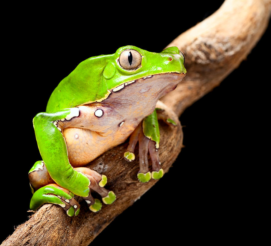 Green Tree Frog Amazon Rain Forest #2 Photograph by Dirk Ercken