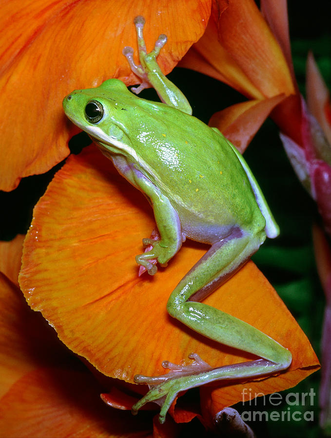 Green Tree Frog #2 Photograph by Millard H Sharp