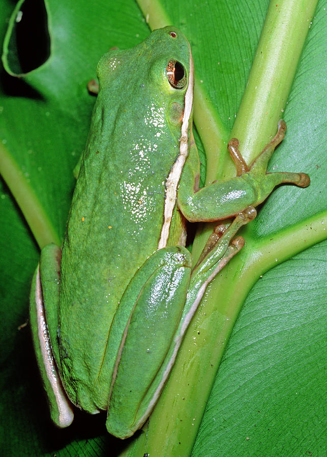 Green Treefrog #2 Photograph by Millard H. Sharp