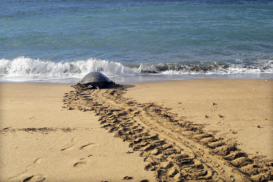 Green Turtle Returning To Sea #2 Photograph by M. Watson