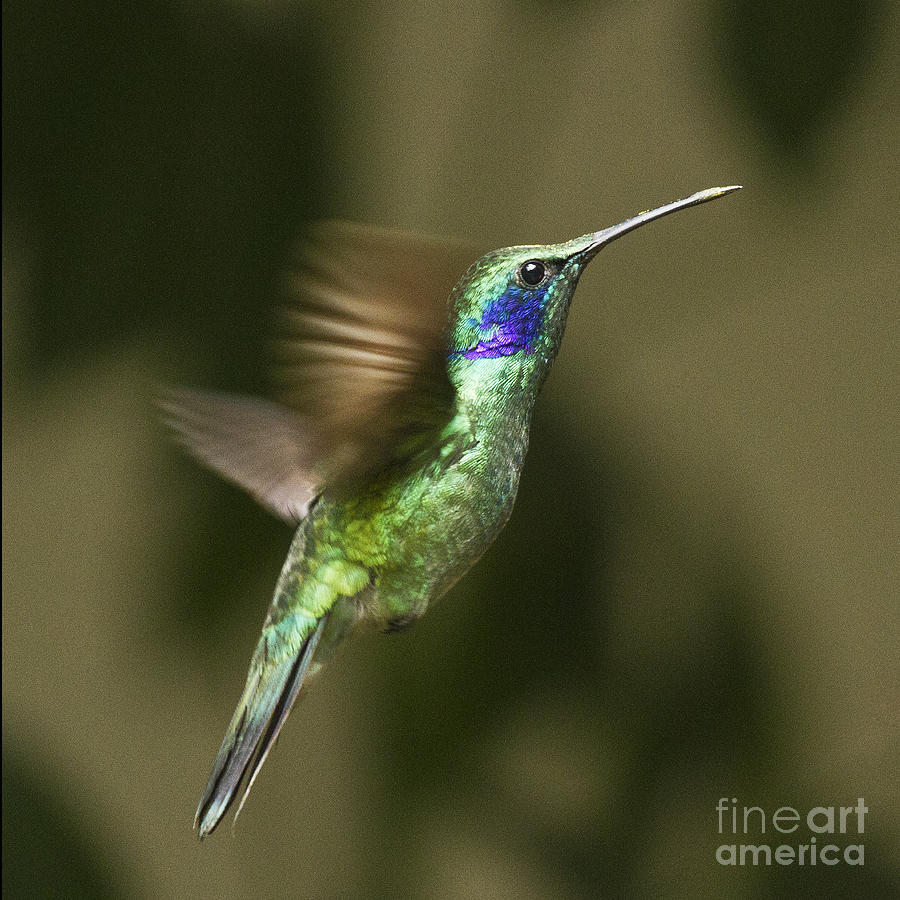 Bird Photograph - Green Violetear  #2 by Heiko Koehrer-Wagner