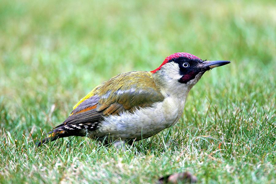 Green Woodpecker #2 Photograph by John Devries/science Photo Library