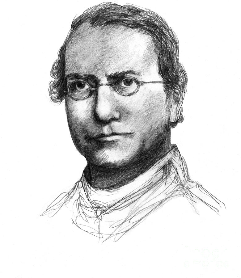 Gregor Mendel, Father Of Genetics #2 Photograph by Spencer Sutton