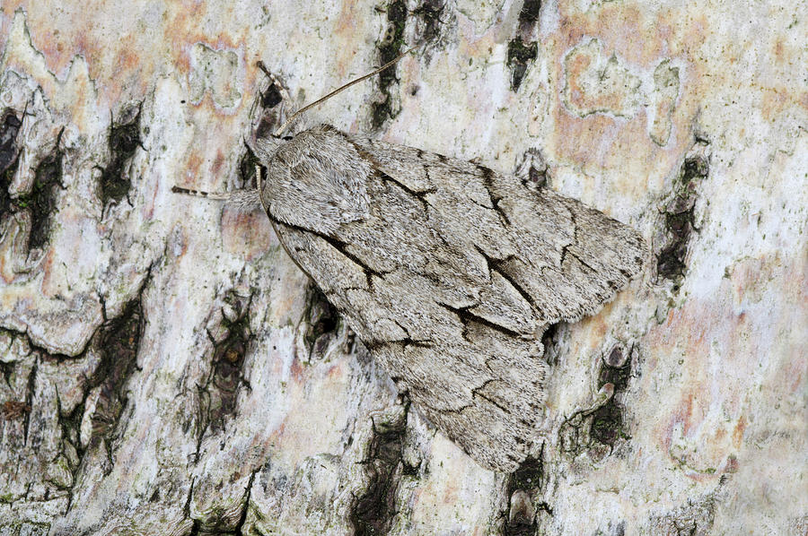 Grey Dagger Moth #2 Photograph by Nigel Downer