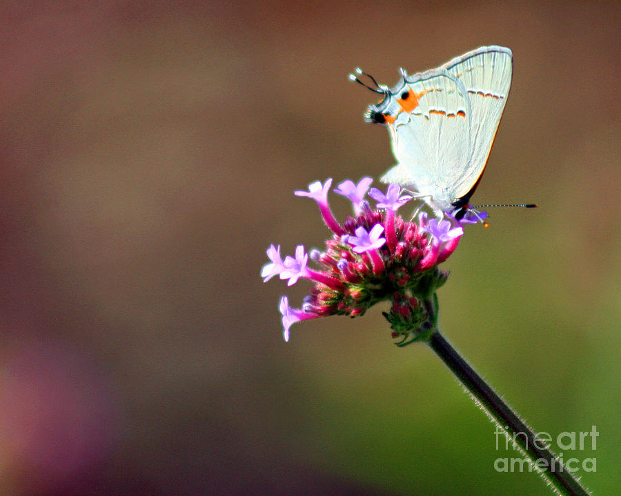 Gray Hairstreak Butterfly on Verbena Photograph by Karen Adams