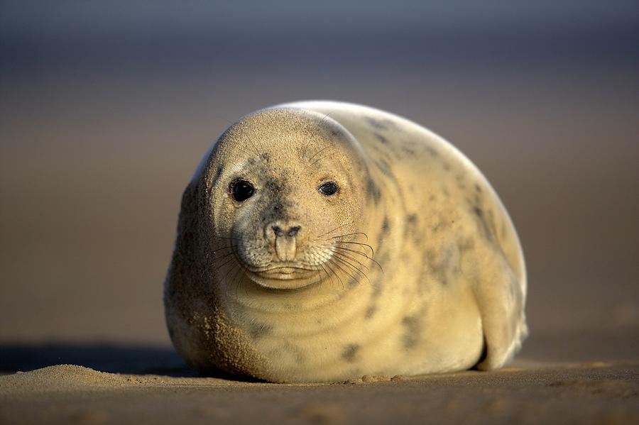 Grey Seal Pup Photograph by Simon Booth/science Photo Library - Pixels