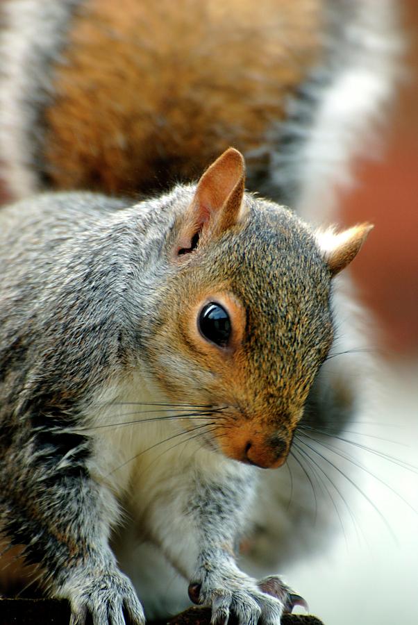 Grey Squirrel Photograph by Ian Gowland/science Photo Library - Fine ...