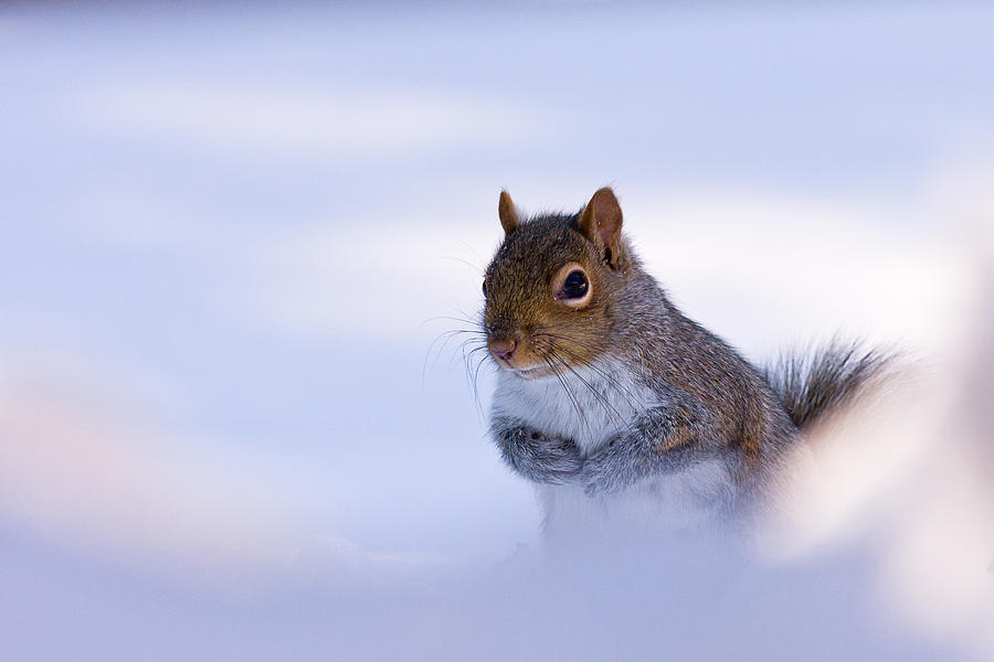 Grey Squirrel In Snow Photograph by Jeff Sinon