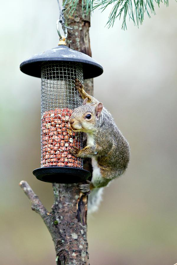 Nature Photograph - Grey Squirrel #2 by John Devries/science Photo Library