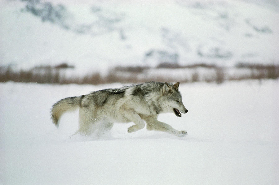 Photo-Art Print 8x10 In Gray Wolf Running in Snow 