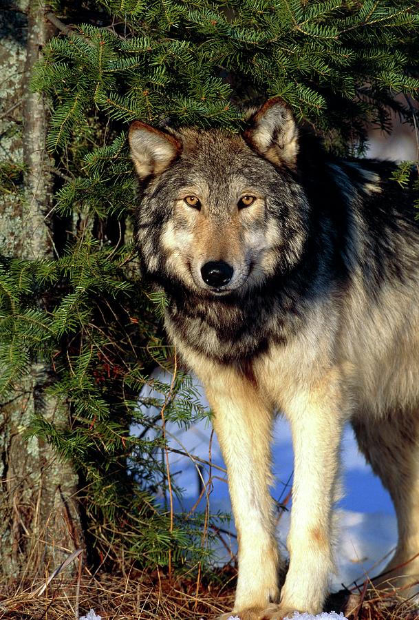 Wildlife Photograph - Grey Wolf #2 by William Ervin/science Photo Library