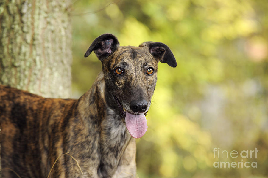 Dog Photograph - Greyhound Dog #2 by John Daniels