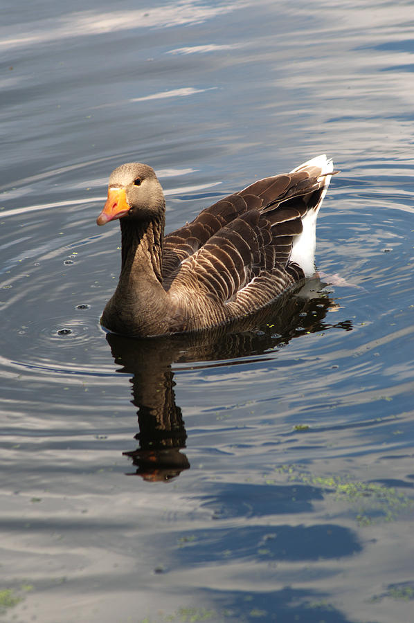Greylag Goose #2 Photograph by Chris Day