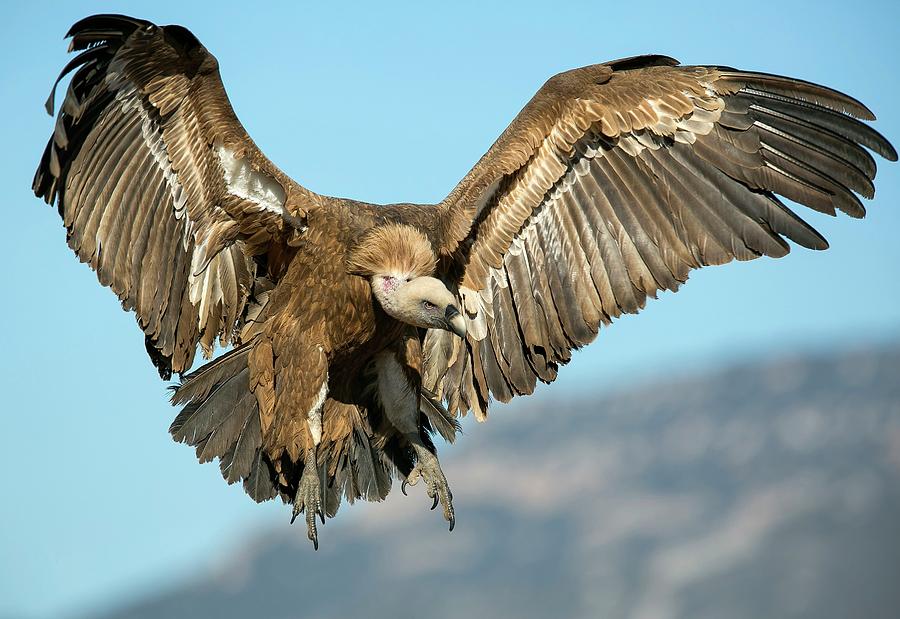 Vulture Photograph - Griffon Vulture Flying #2 by Nicolas Reusens