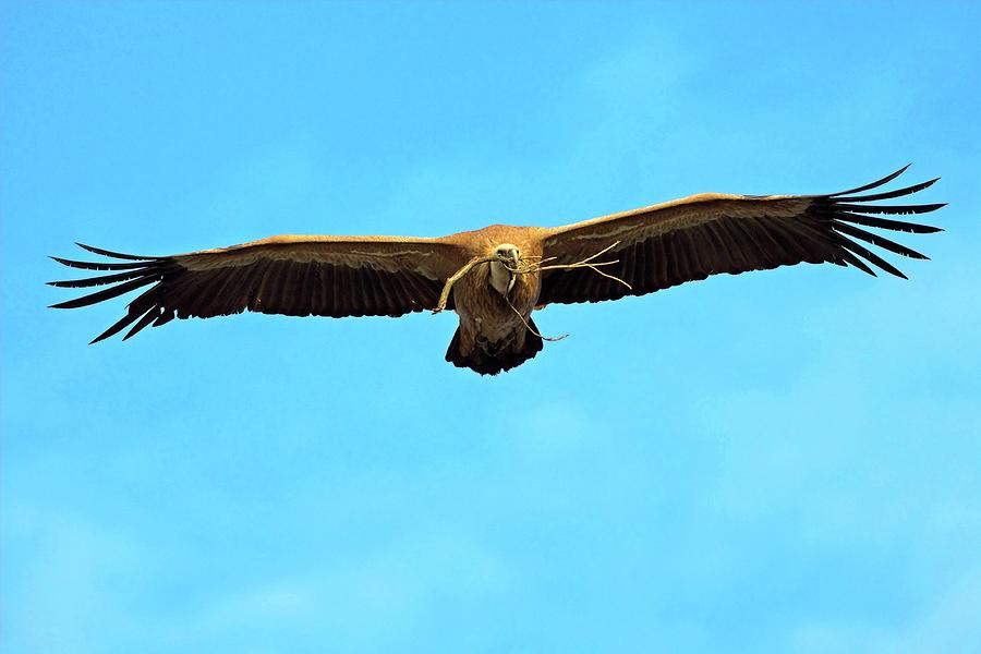 Bird Photograph - Griffon Vulture In Flight #2 by Bildagentur-online/mcphoto-schaef