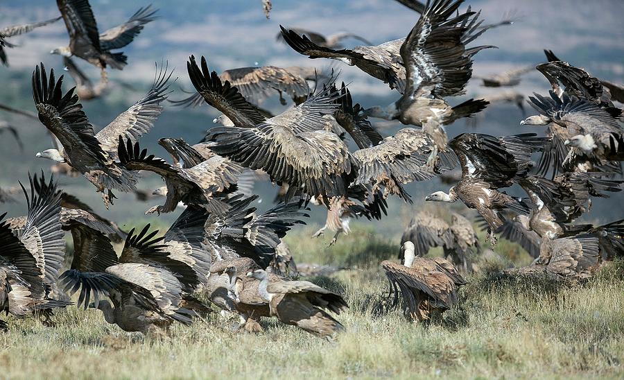Vulture Photograph - Griffon Vultures #2 by Nicolas Reusens