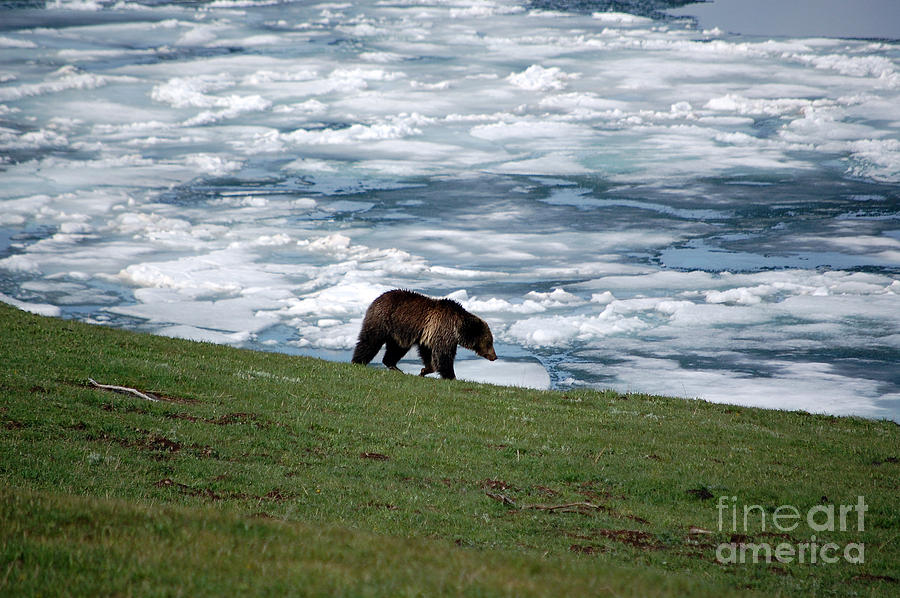 Grizzly Bear on Frozen Lake Yellowstone Photograph by Shawn OBrien