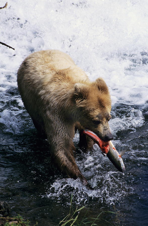 Fish Photograph - Grizzly Bear #2 by Philippe Psaila/science Photo Library