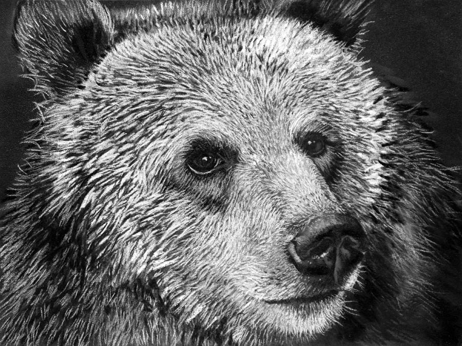 Animal Drawing - Grizzly Bear by Sharlena Wood