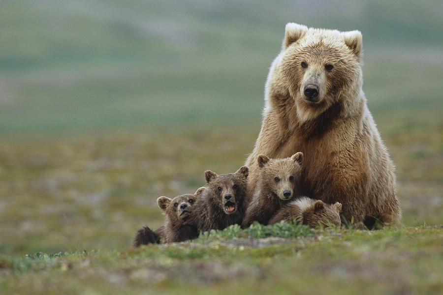 Katmai National Park Photograph - Grizzly Bear Sow W4 Young Cubs Near #2 by Eberhard Brunner