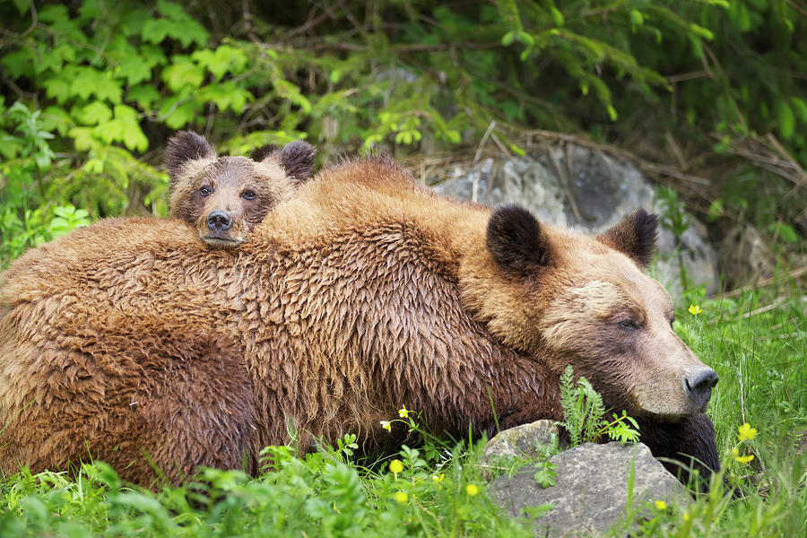 Grizzly Bear Ursus Arctos Horribilis #2 Photograph by Richard Wear / Design Pics