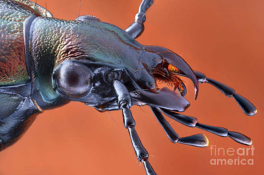 Ground Beetle #3 Photograph by Matthias Lenke