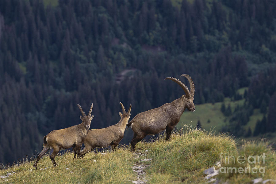 Group Of Alpine Ibex #2 Photograph by Art Wolfe