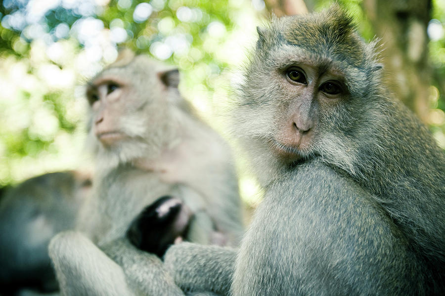 Group Of Monkeys With Baby Photograph by Jen Judge - Pixels