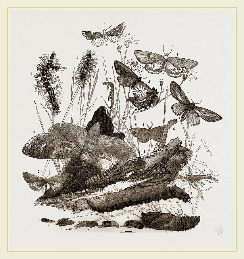 Group Of Moths Caterpillars And Pupae Drawing by Litz Collection | Fine ...