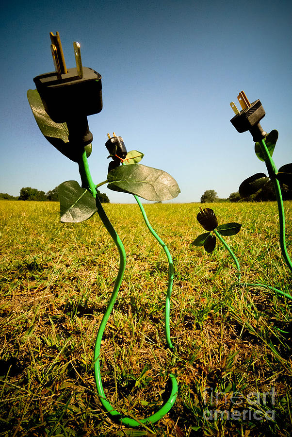 Growing Green Energy #2 Photograph by Amy Cicconi