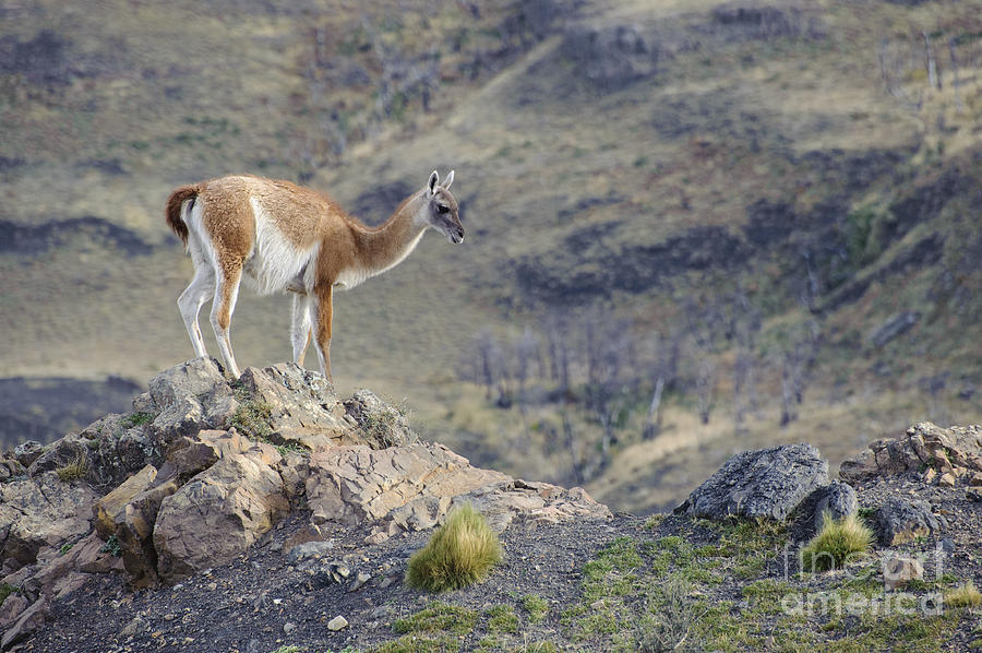 Guanacos In Chilean National Park #2 Photograph by John Shaw