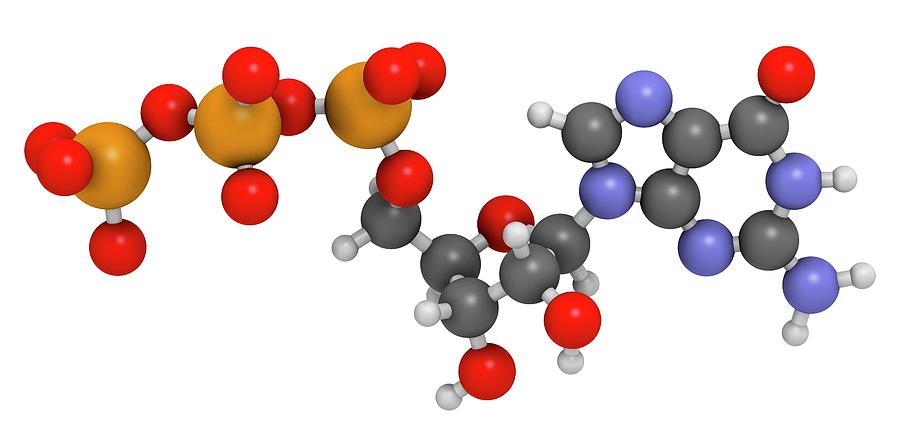 Guanosine Triphosphate Molecule #2 Photograph by Molekuul