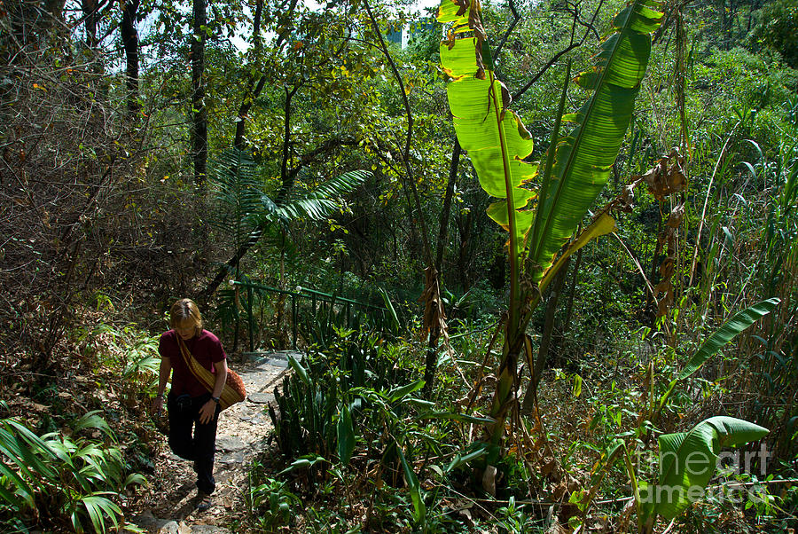 Guatemalan Jungle #2 Photograph by Mark Newman