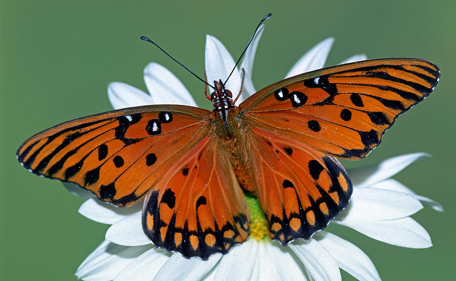 Gulf Fritillary Butterfly #2 Photograph by Millard Sharp