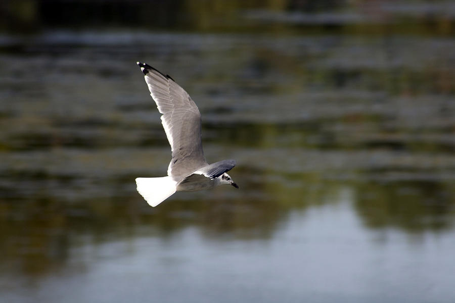 Bird Photograph - Gull in flight #2 by Terry Thomas