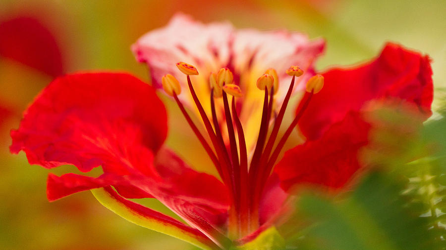 Gulmohar Flower #2 Photograph by SAURAVphoto Online Store