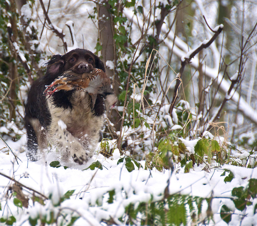 Gun Dog Photograph by Glenn Hewitt - Fine Art America