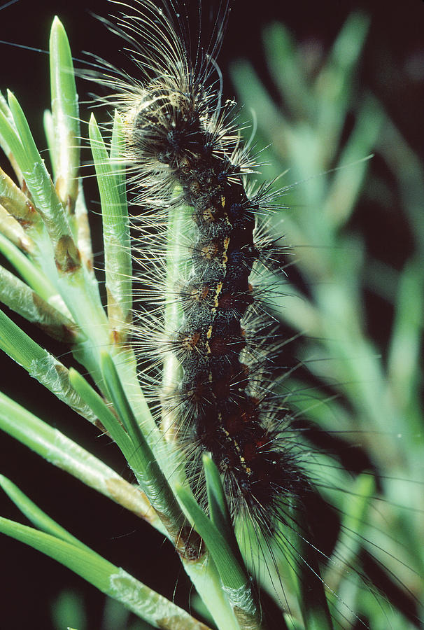 Gypsy Moth Caterpillar #3 Photograph by Robert Noonan